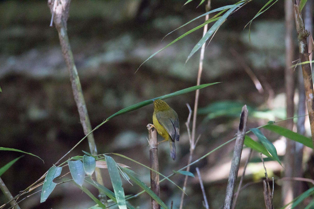 Golden Babbler - Akekachoke Buranaanun