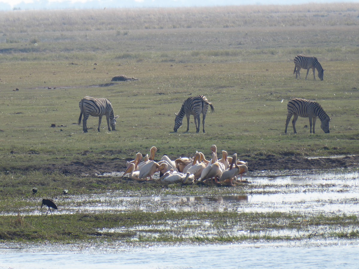 Pink-backed Pelican - ML608424746