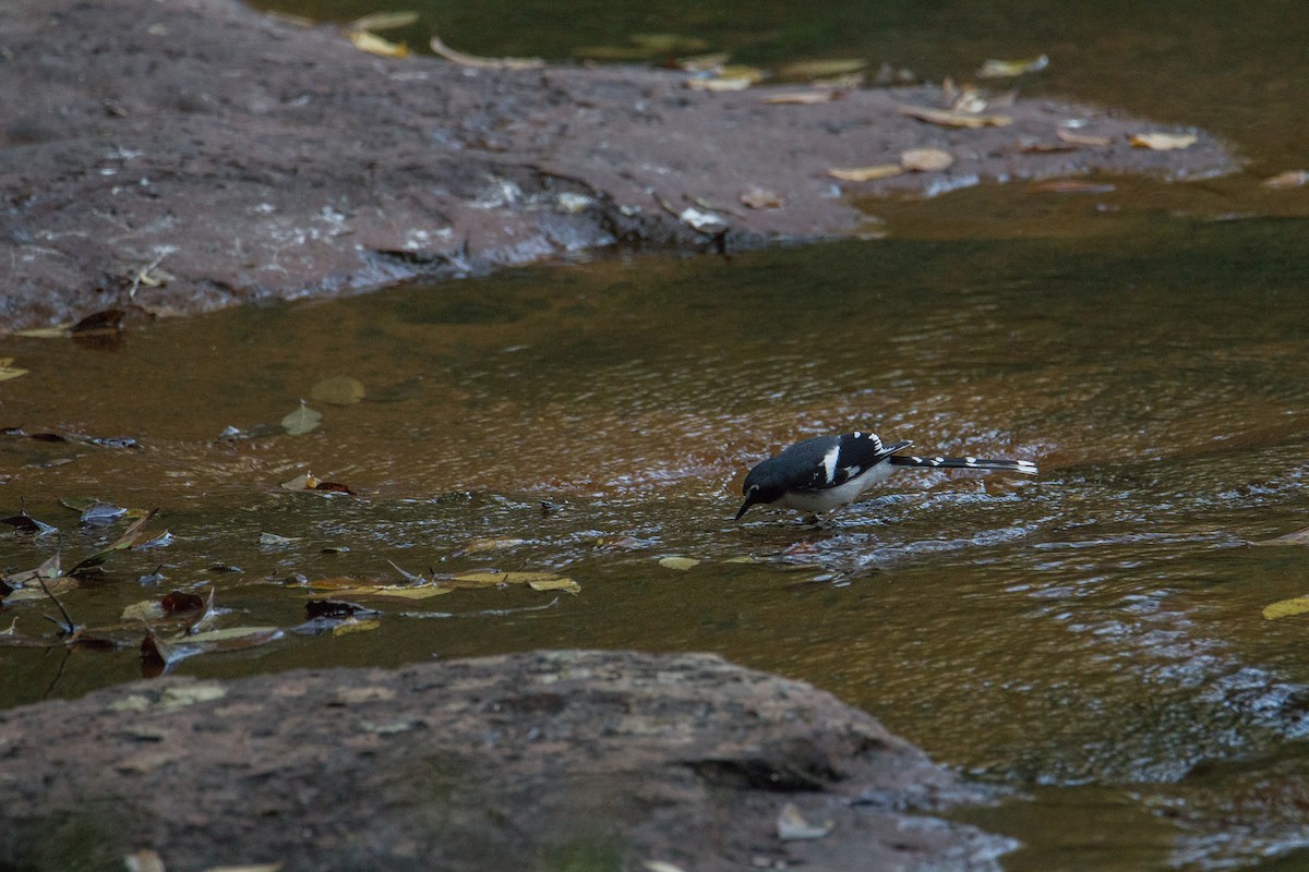 Slaty-backed Forktail - ML608424765