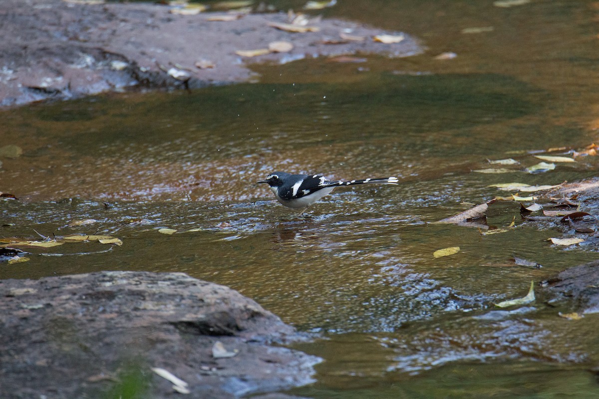 Slaty-backed Forktail - ML608424766