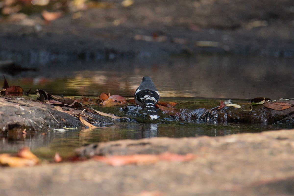 Slaty-backed Forktail - ML608424767