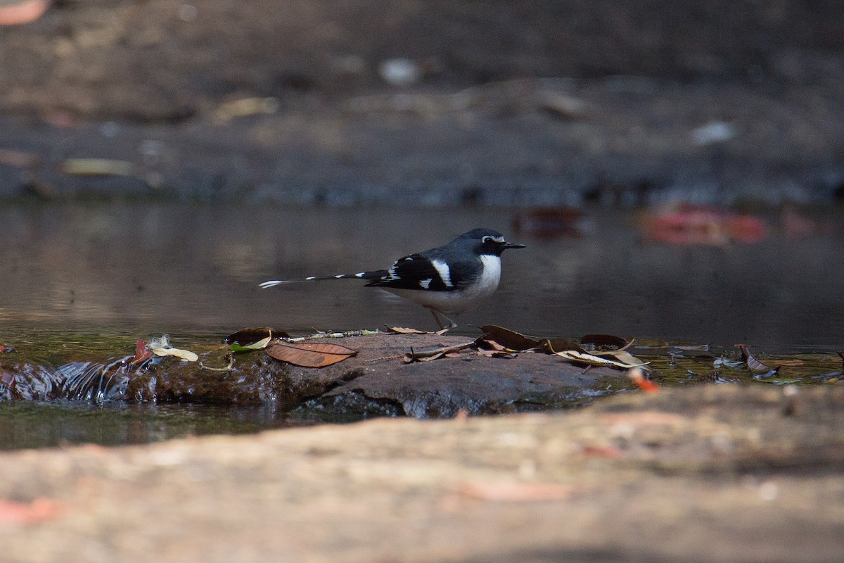 Slaty-backed Forktail - ML608424768