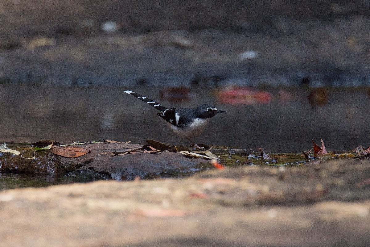 Slaty-backed Forktail - ML608424769