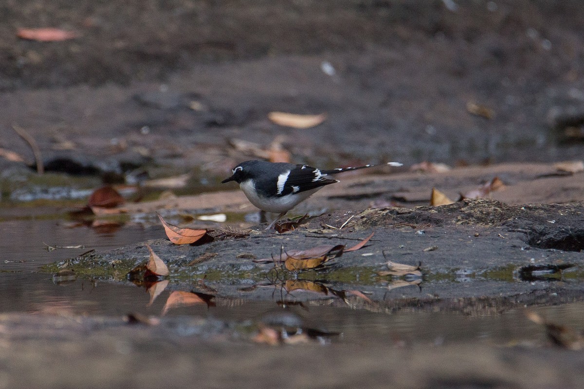 Slaty-backed Forktail - ML608424770