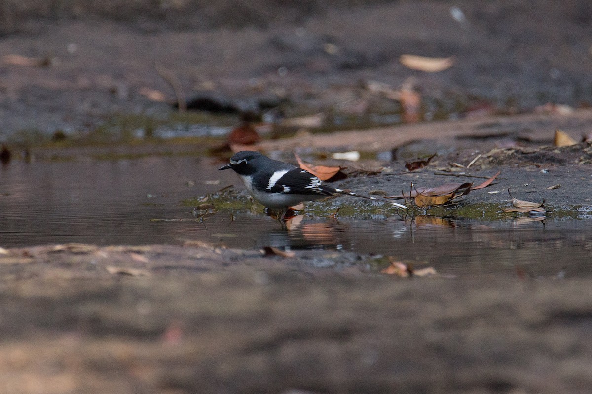 Slaty-backed Forktail - ML608424772