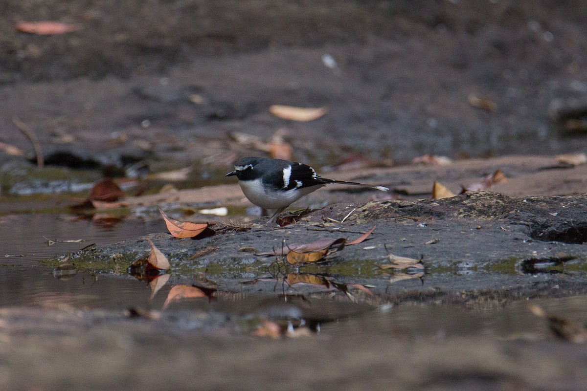 Slaty-backed Forktail - ML608424773