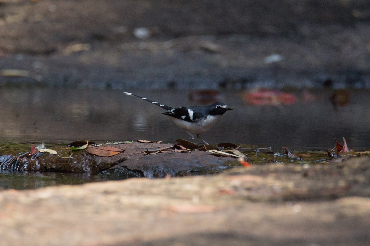 Slaty-backed Forktail - ML608424774