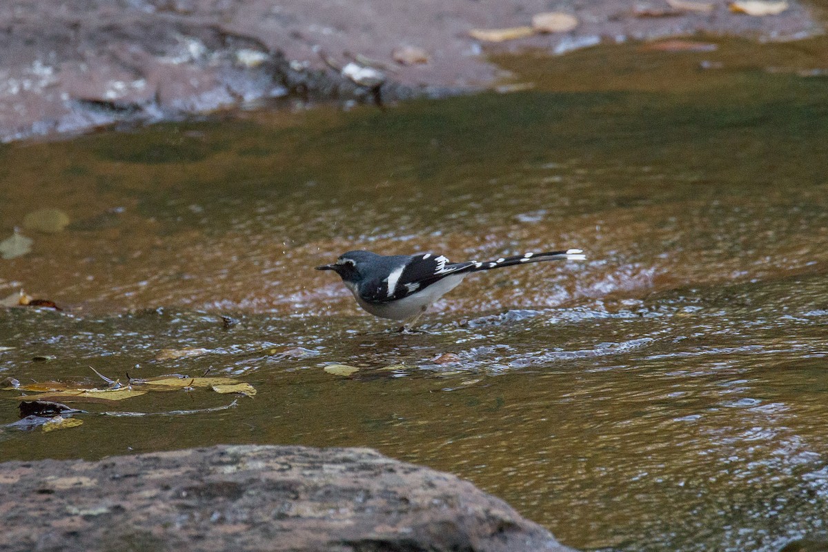 Slaty-backed Forktail - ML608424775