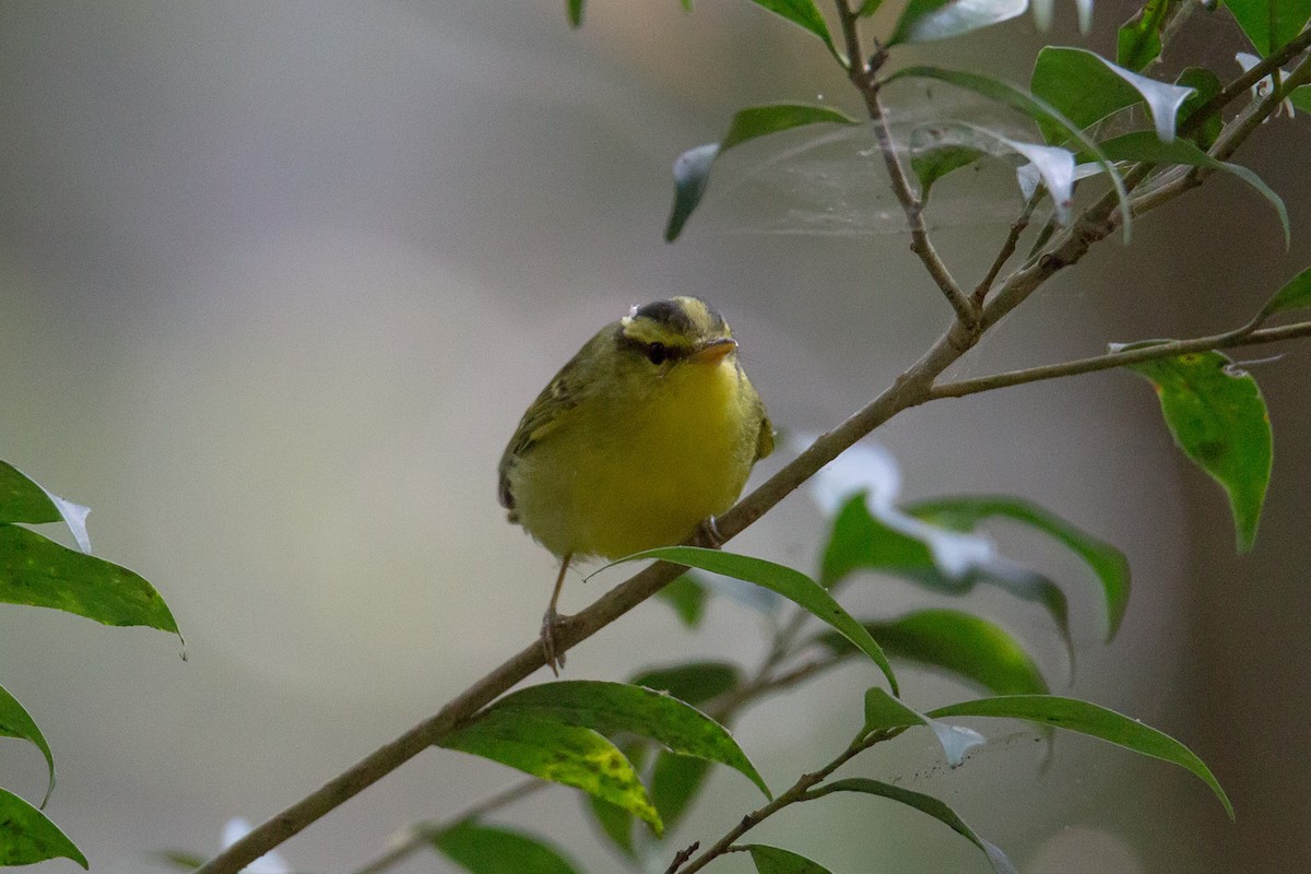 Sulphur-breasted Warbler - ML608424797