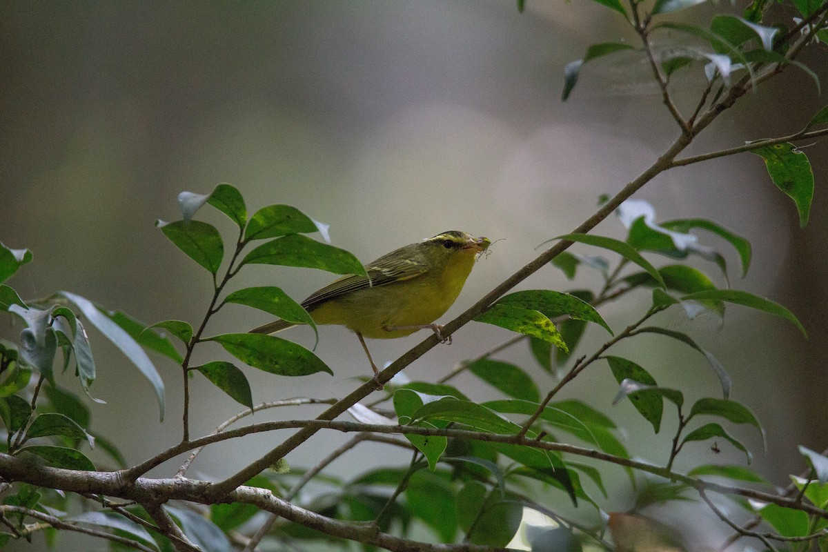 Sulphur-breasted Warbler - Akekachoke Buranaanun