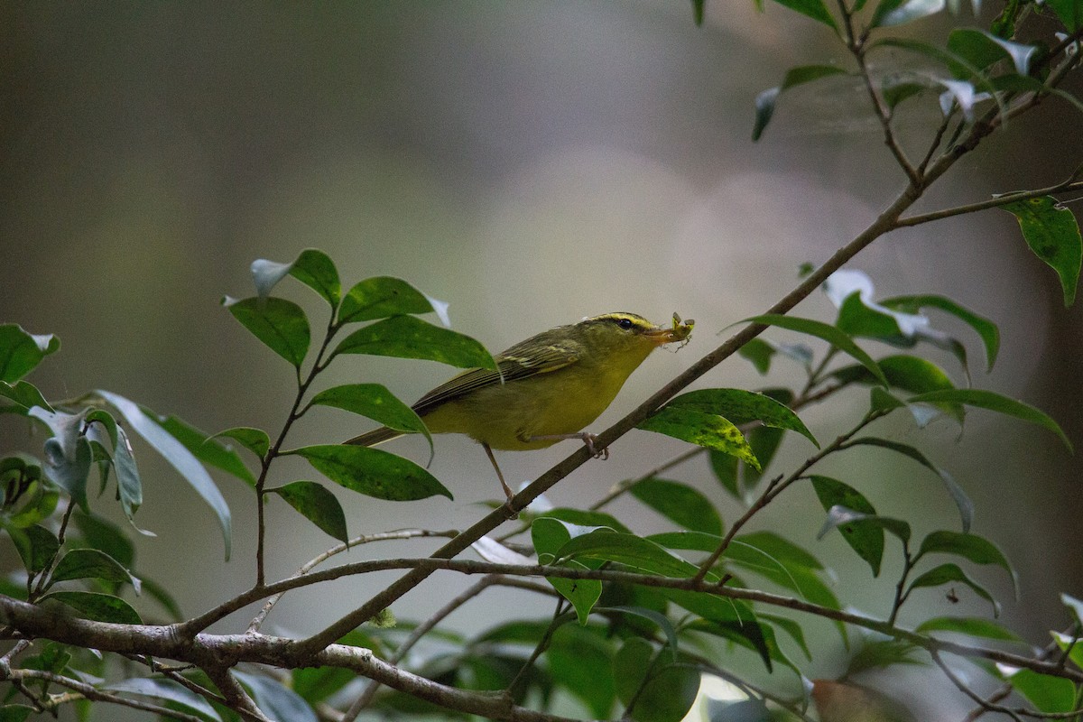 Mosquitero de Rickett - ML608424799