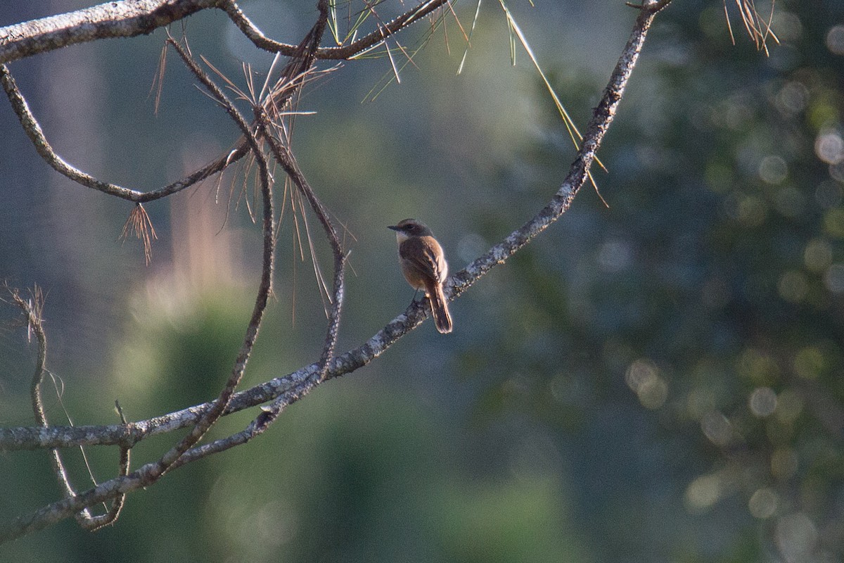 Gray Bushchat - ML608424815