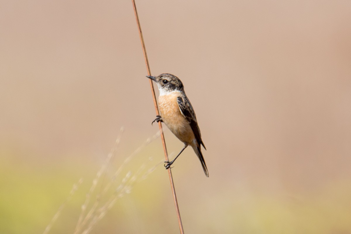 Amur Stonechat - ML608424816