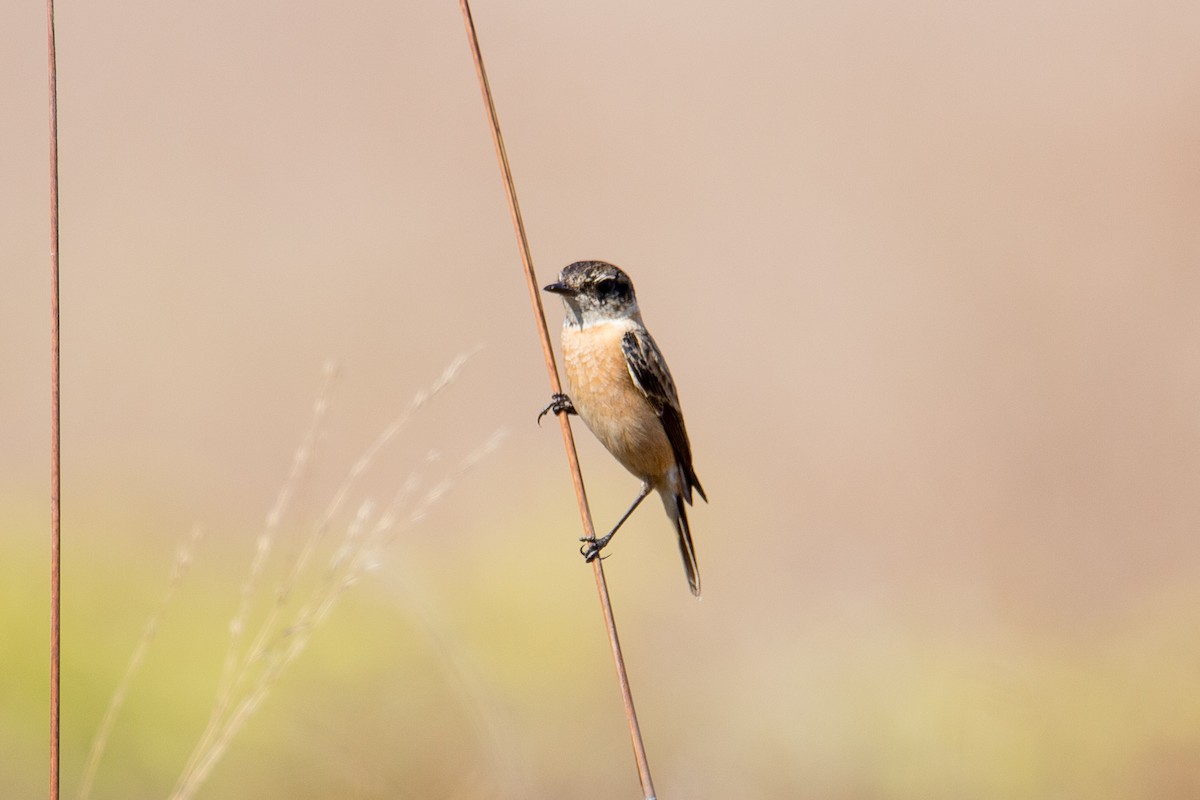 Amur Stonechat - ML608424817