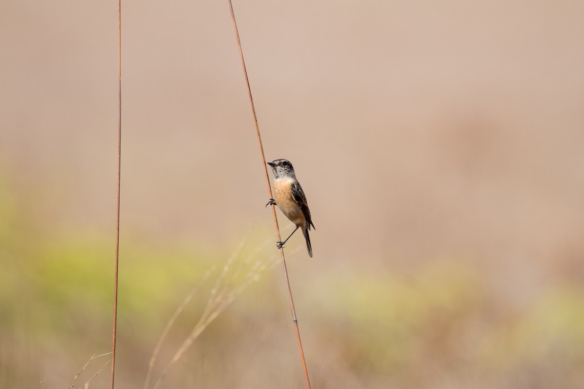 Amur Stonechat - ML608424818