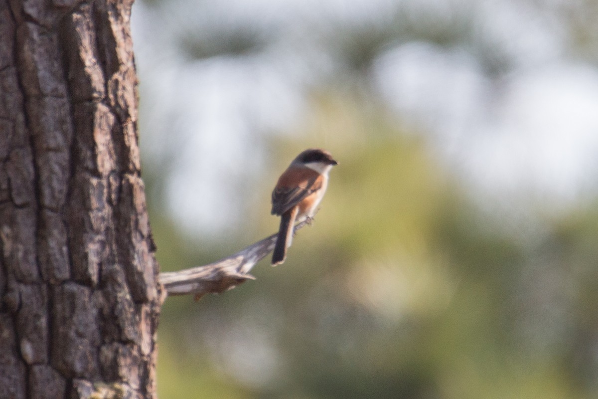 Burmese Shrike - ML608424819