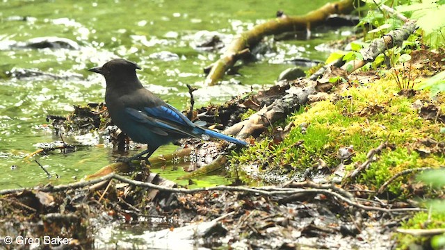 Steller's Jay - ML608424831