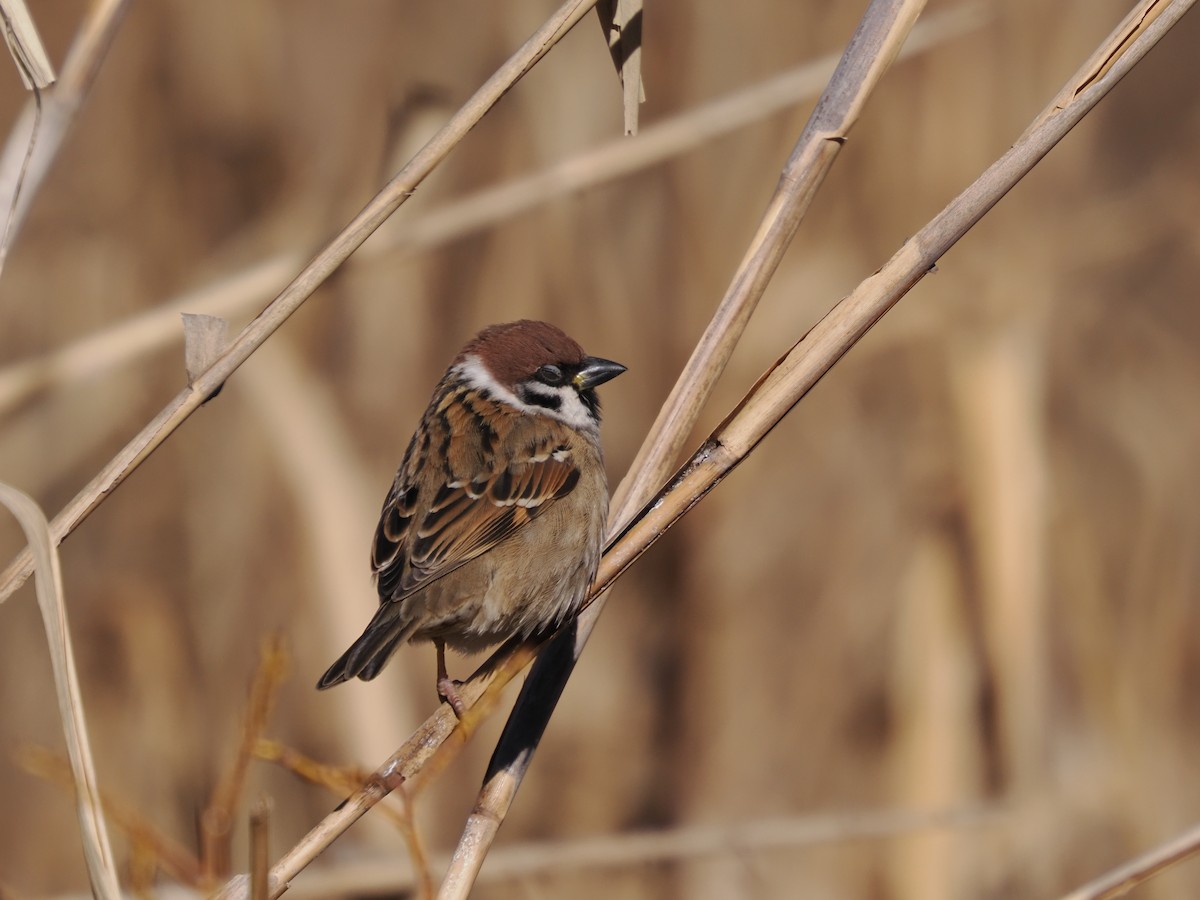 Eurasian Tree Sparrow - ML608424850