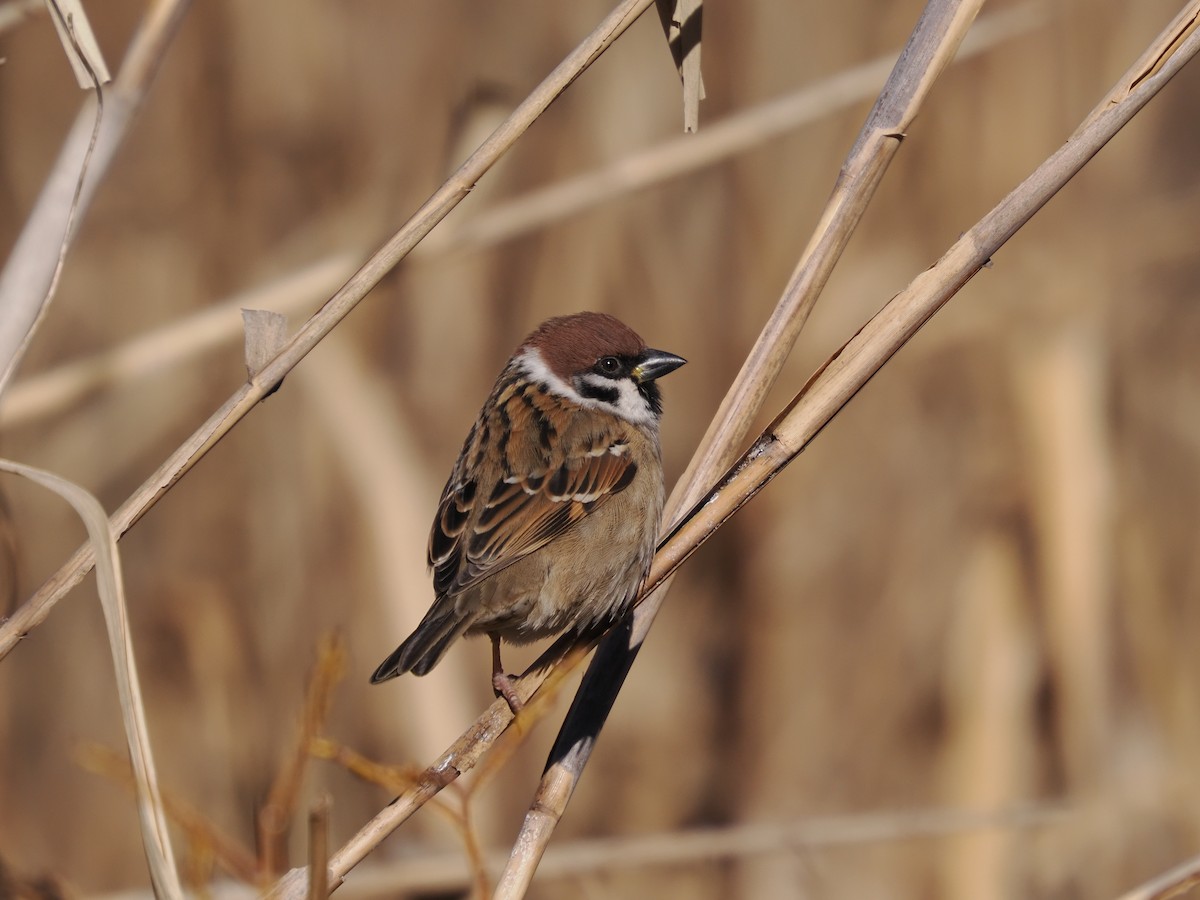 Eurasian Tree Sparrow - ML608424859