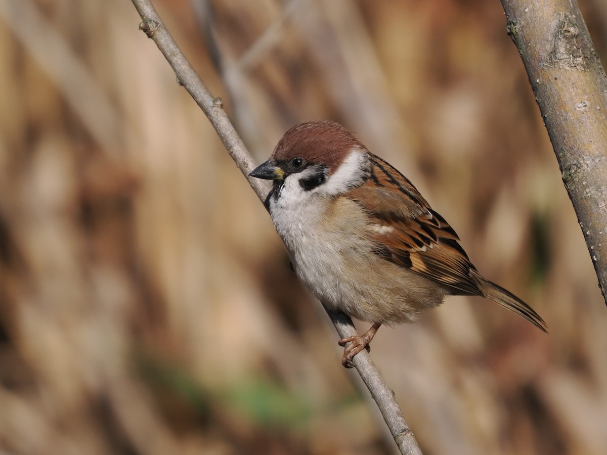 Eurasian Tree Sparrow - ML608424912
