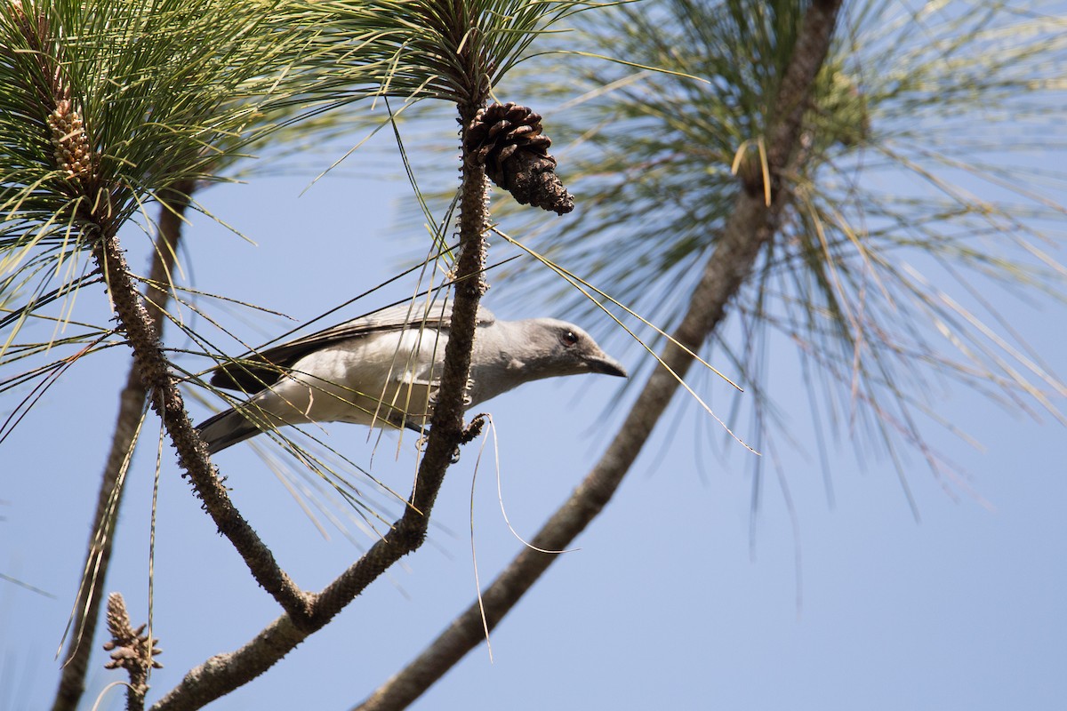 Large Cuckooshrike - ML608424916