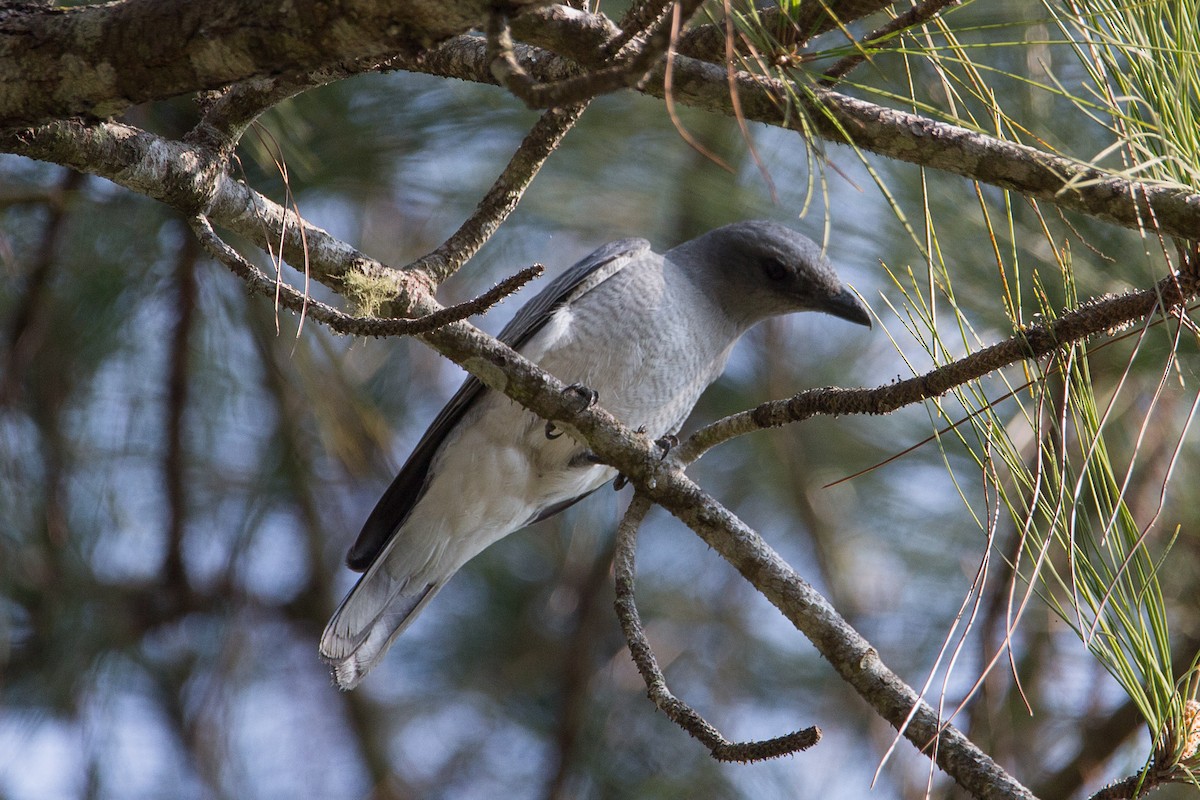 Large Cuckooshrike - ML608424917