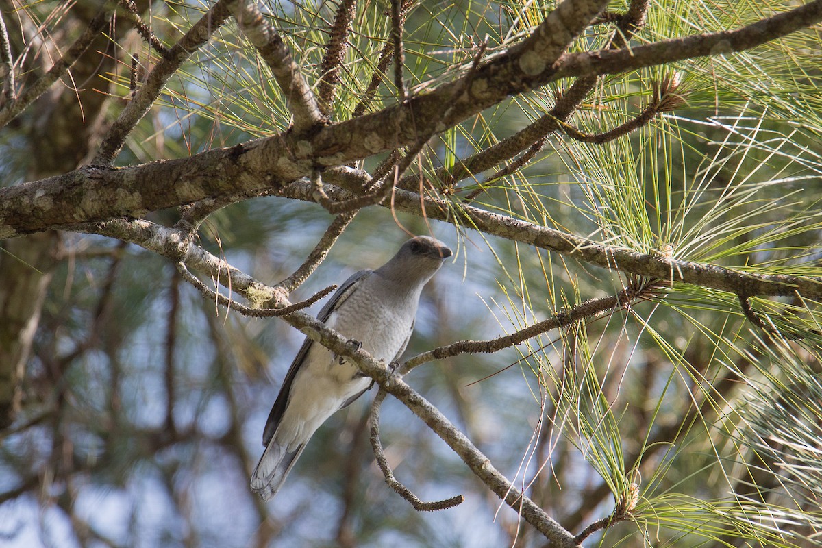 Large Cuckooshrike - ML608424918