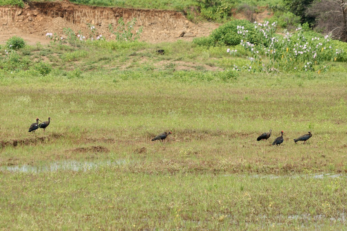Red-naped Ibis - ML608424922
