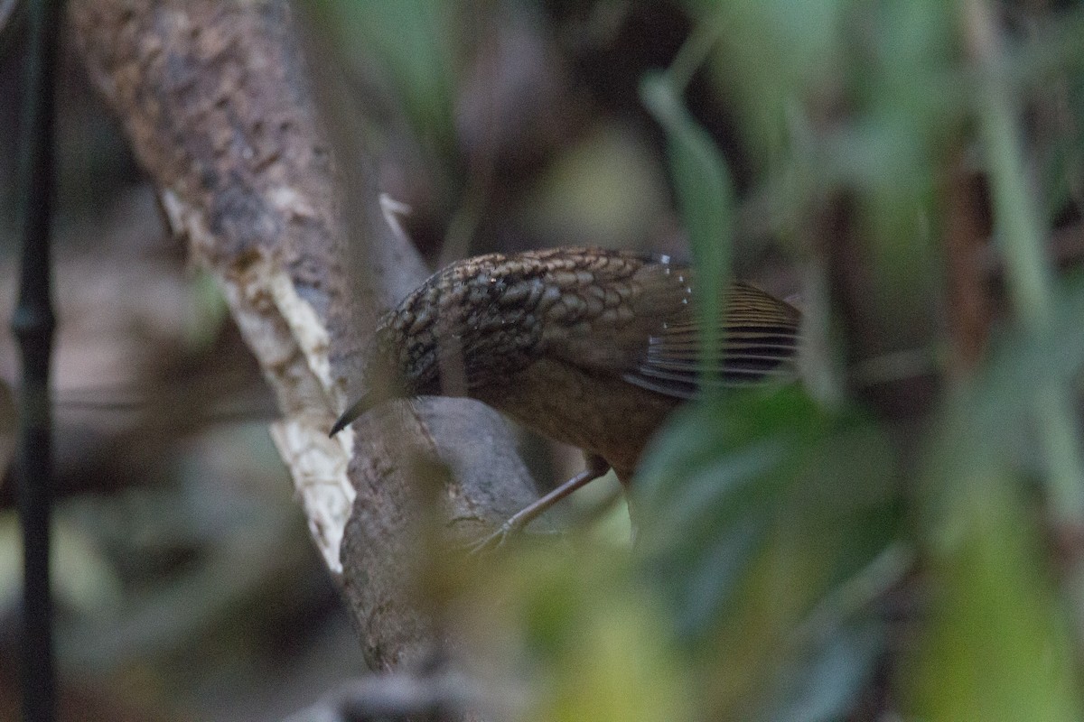 Streaked Wren-Babbler - ML608424930