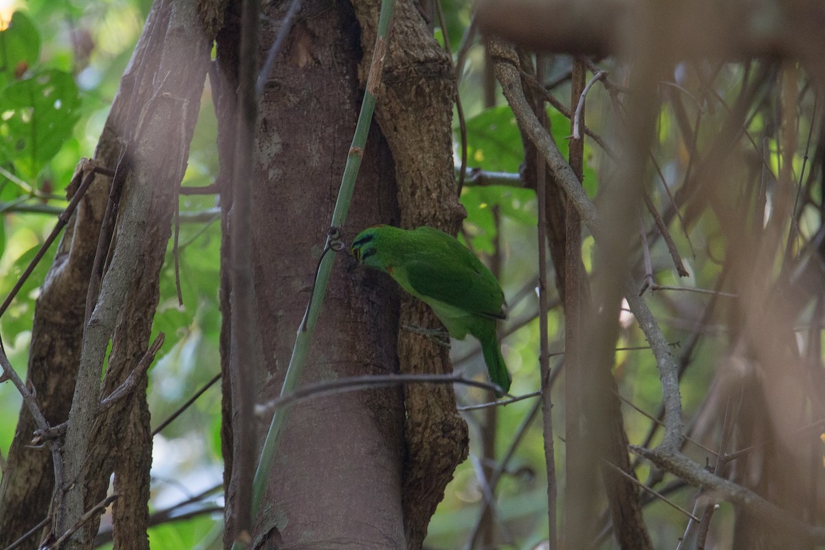 Moustached Barbet - ML608424935