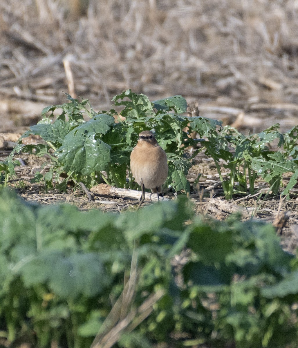 Northern Wheatear - ML608424965