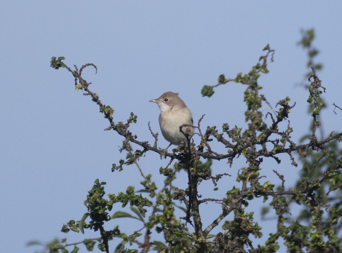 Greater Whitethroat - ML608424966