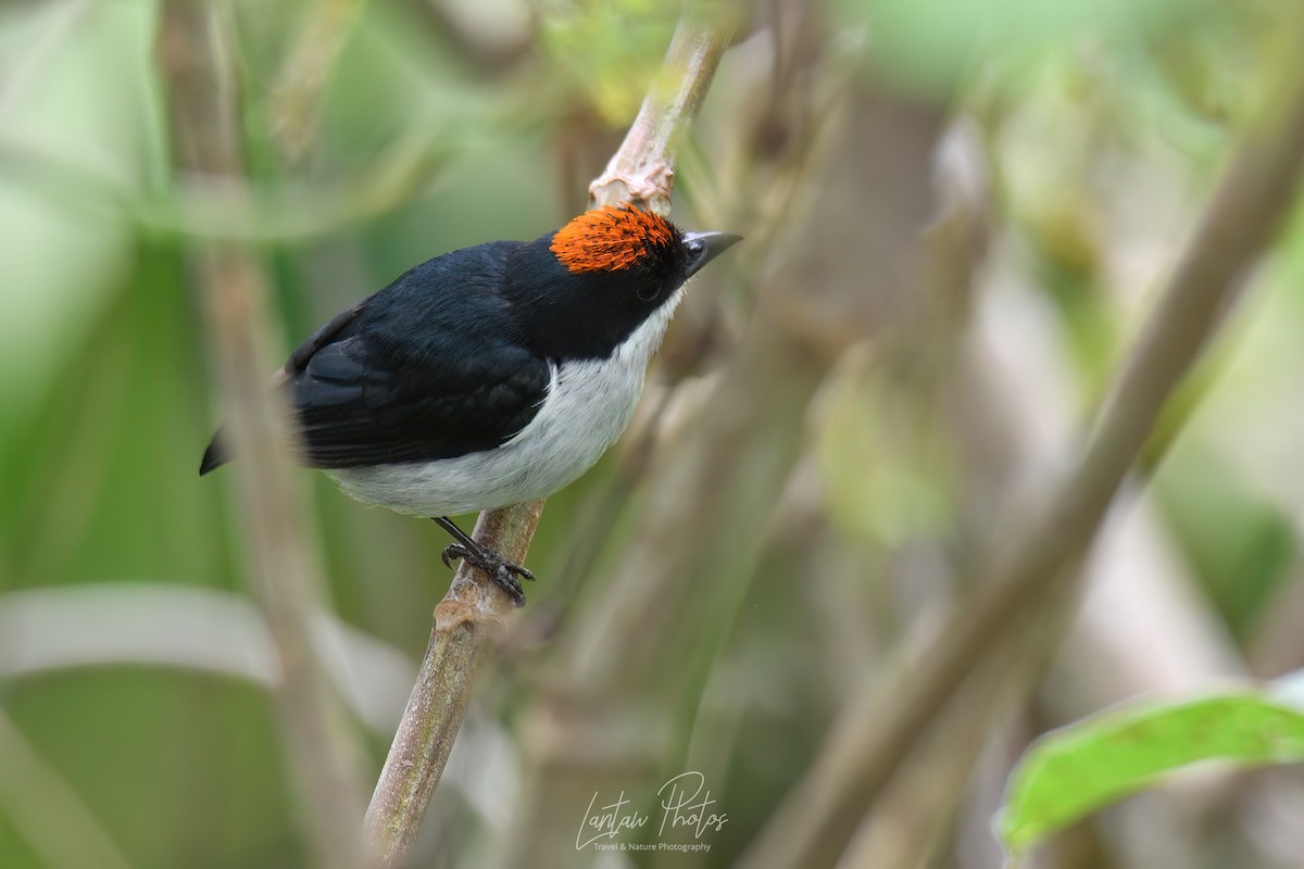 Flame-crowned Flowerpecker - ML608425074