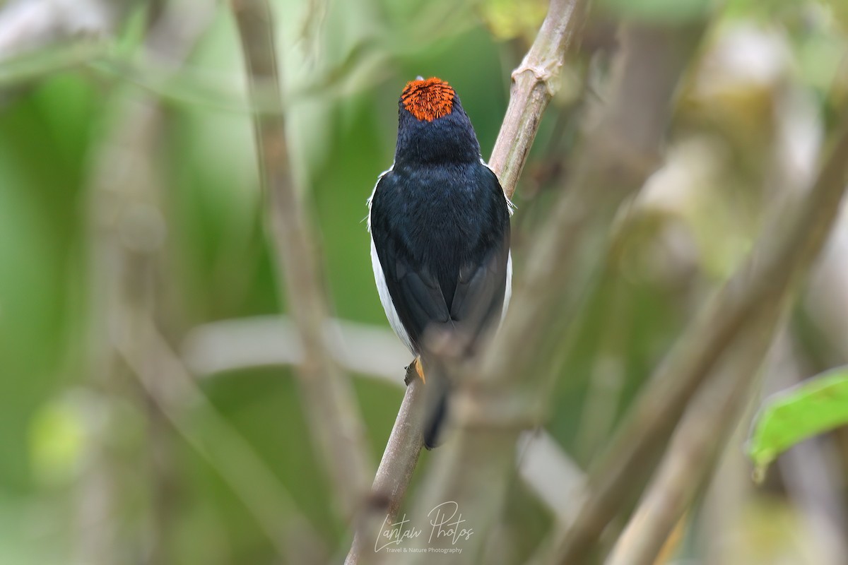 Flame-crowned Flowerpecker - ML608425075