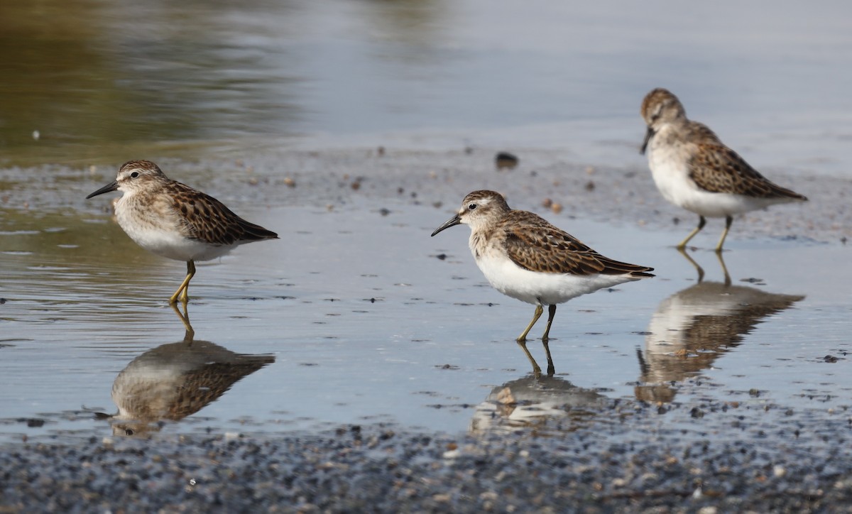 Least Sandpiper - ML608425131