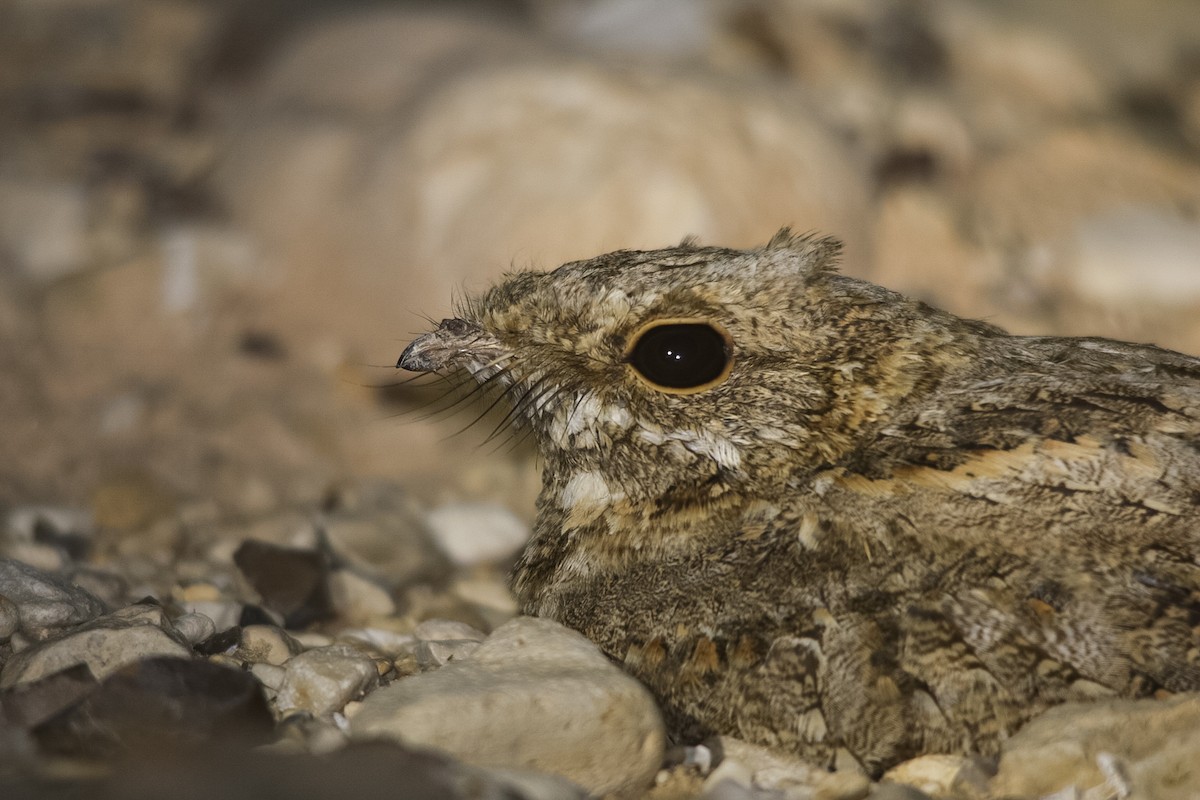 Nubian Nightjar - ML608425196