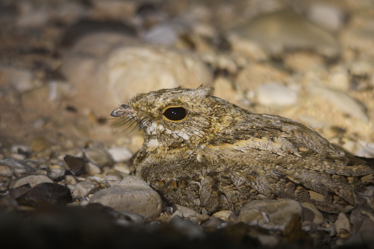 Nubian Nightjar - ML608425197