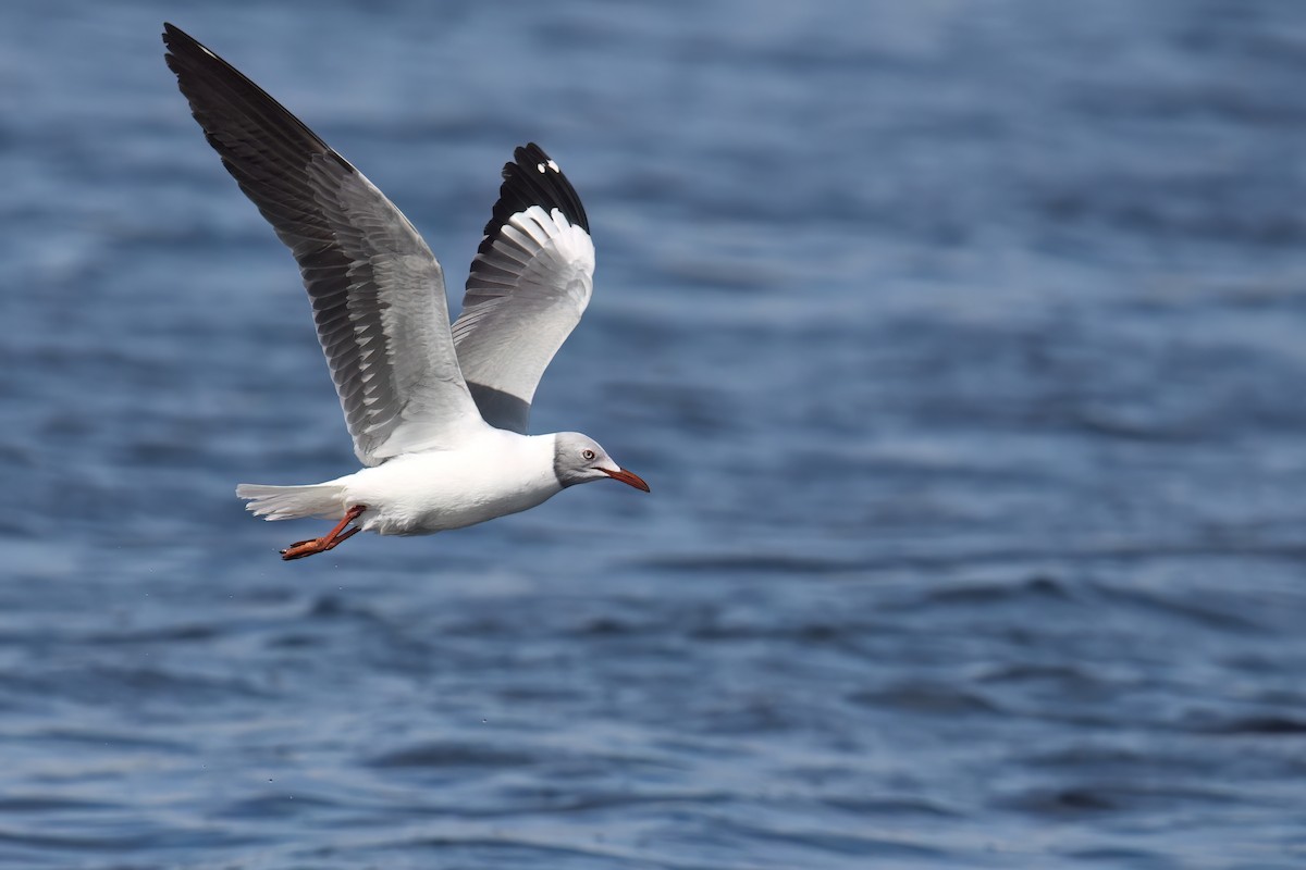 Gray-hooded Gull - ML608425226