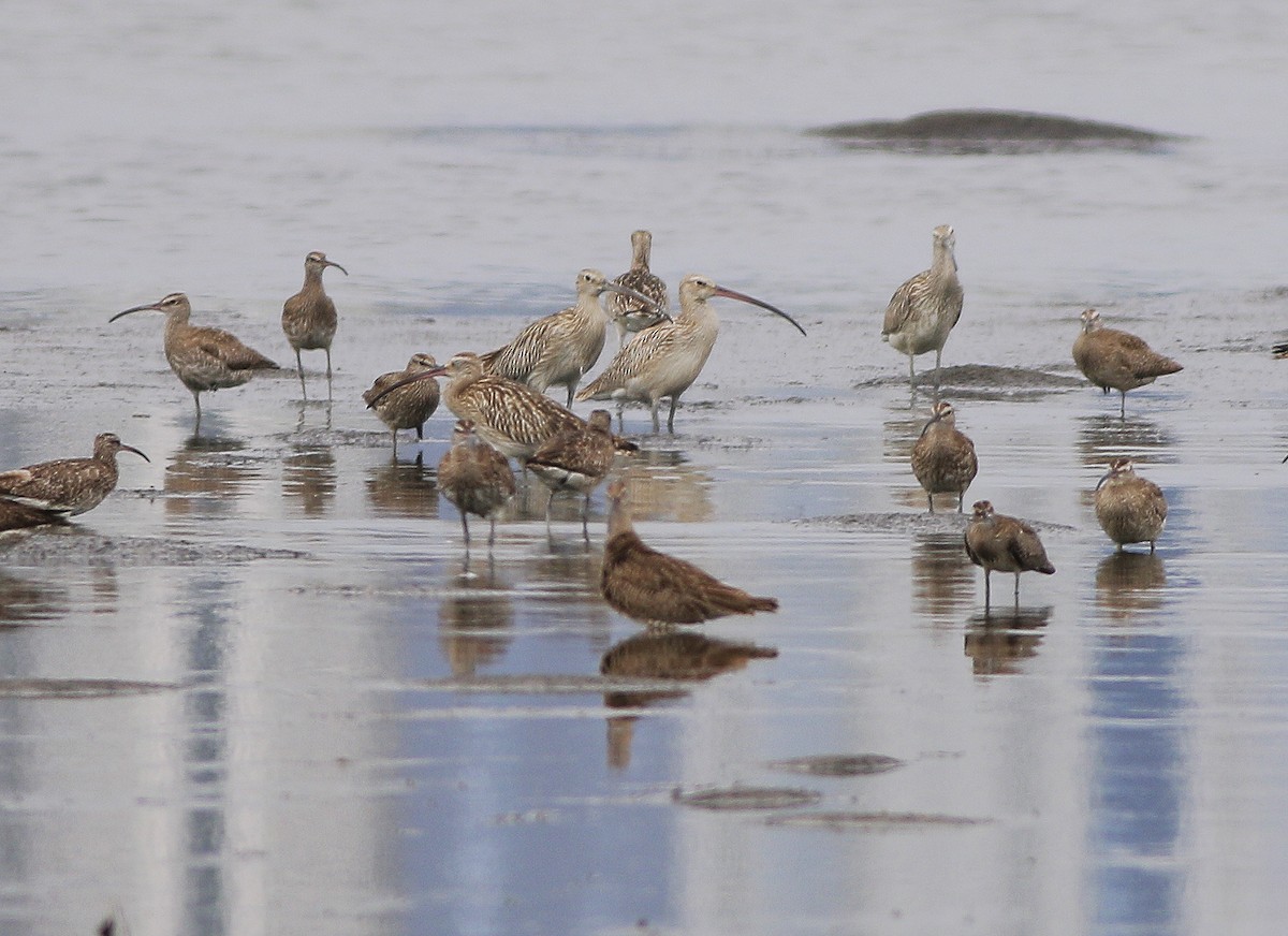 Eurasian Curlew - Neoh Hor Kee