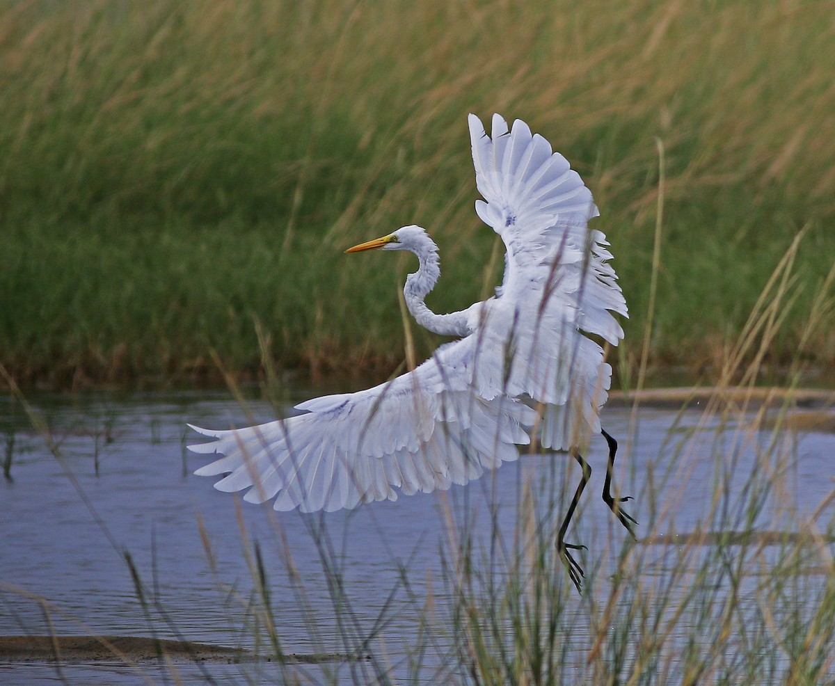 Great Egret - Neoh Hor Kee