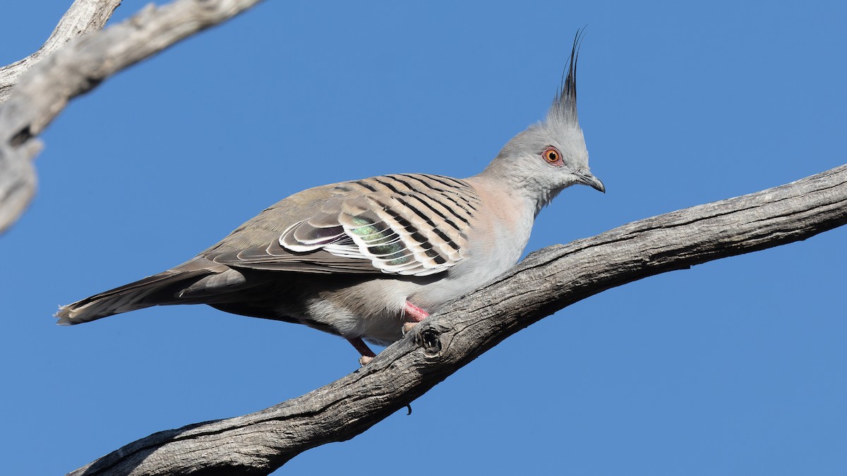 Crested Pigeon - ML608425620