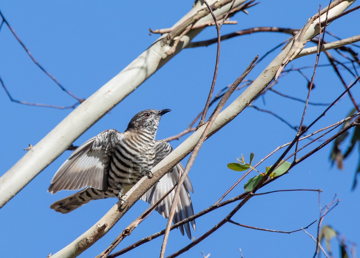 Shining Bronze-Cuckoo - ML608425645