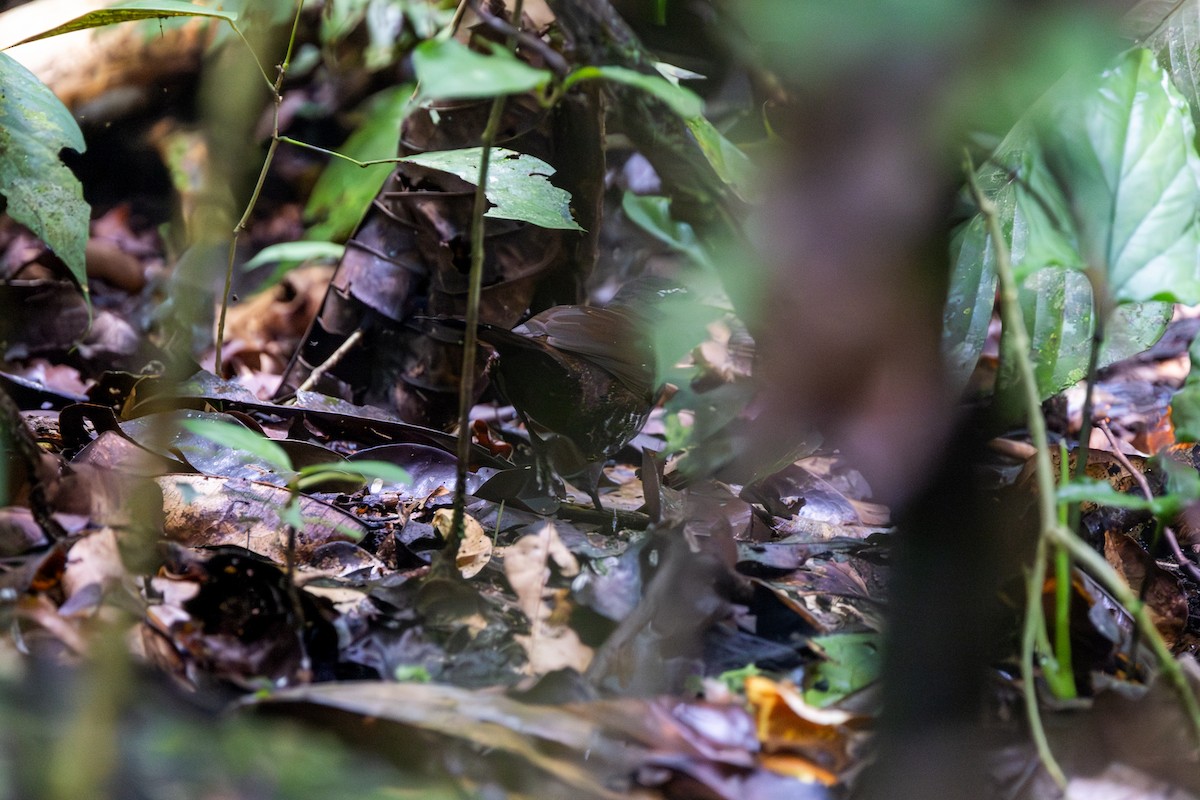 Rusty-belted Tapaculo - ML608425649