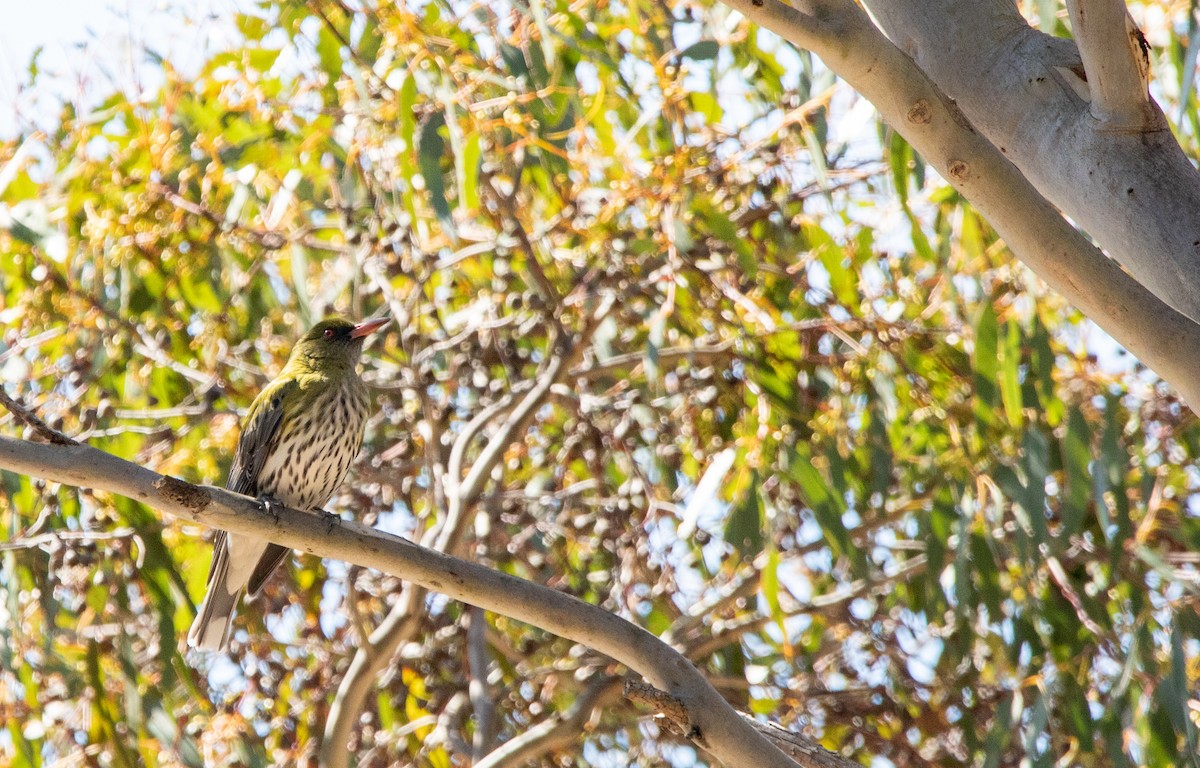 Olive-backed Oriole - ML608425653