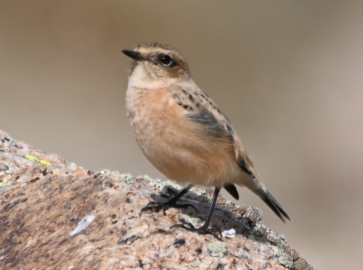 Tarabilla Siberiana - ML608425662