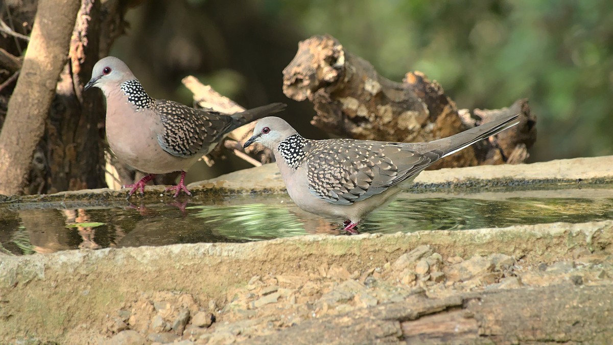 Spotted Dove - ML608425677