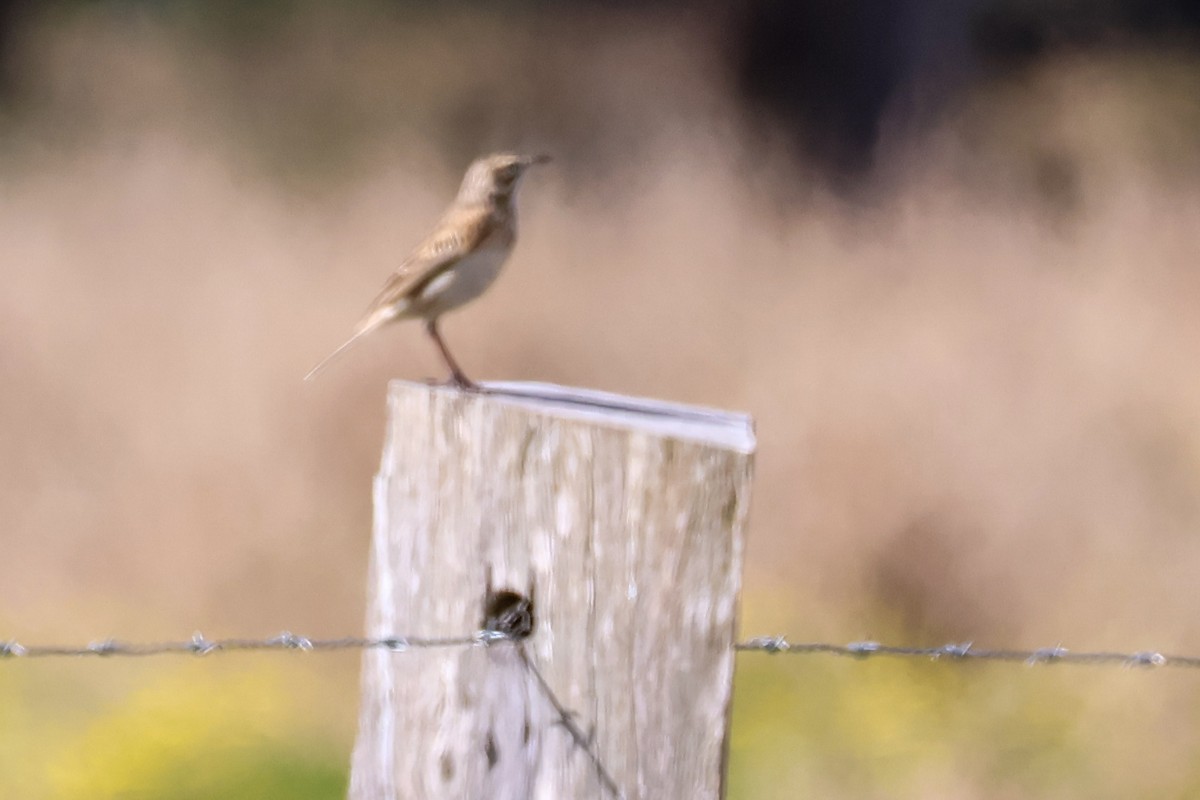 Australian Pipit - ML608425722