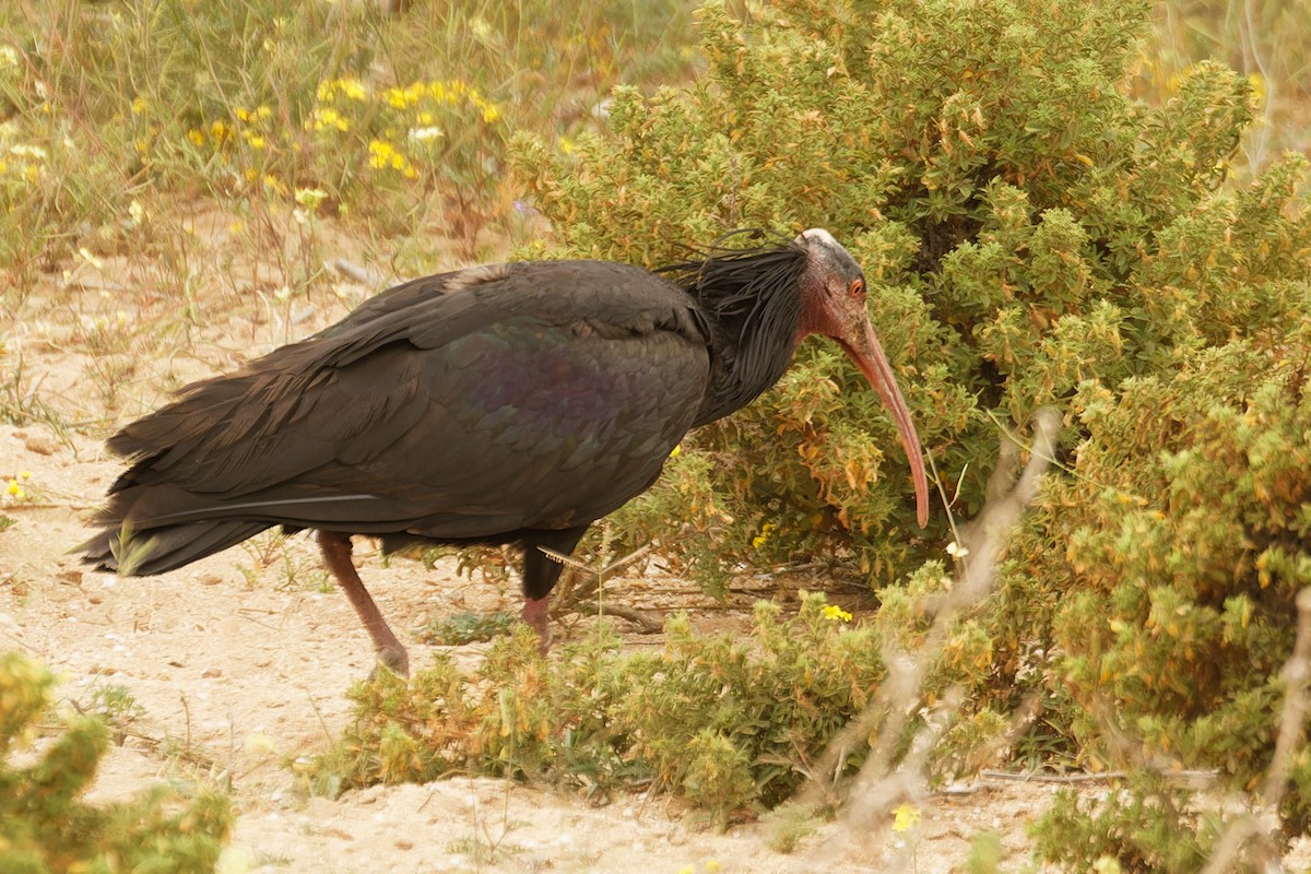 ibis skalní - ML608425754