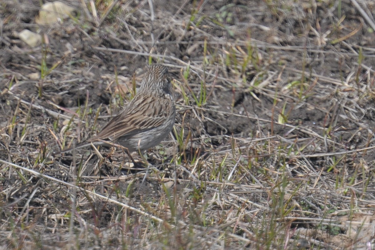 Vesper Sparrow - ML608425766