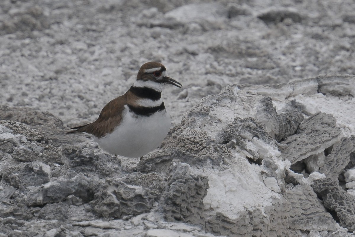 Killdeer - ML608425837